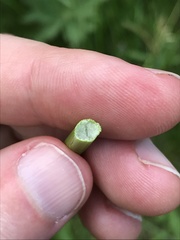 Juncus effusus effusus