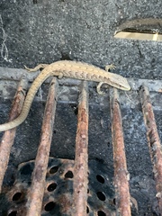 Elgaria multicarinata