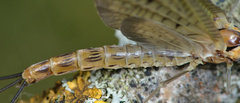 Ephemera lineata