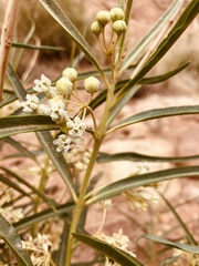 Asclepias labriformis