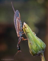 Raphidia