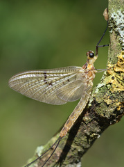 Ephemera lineata