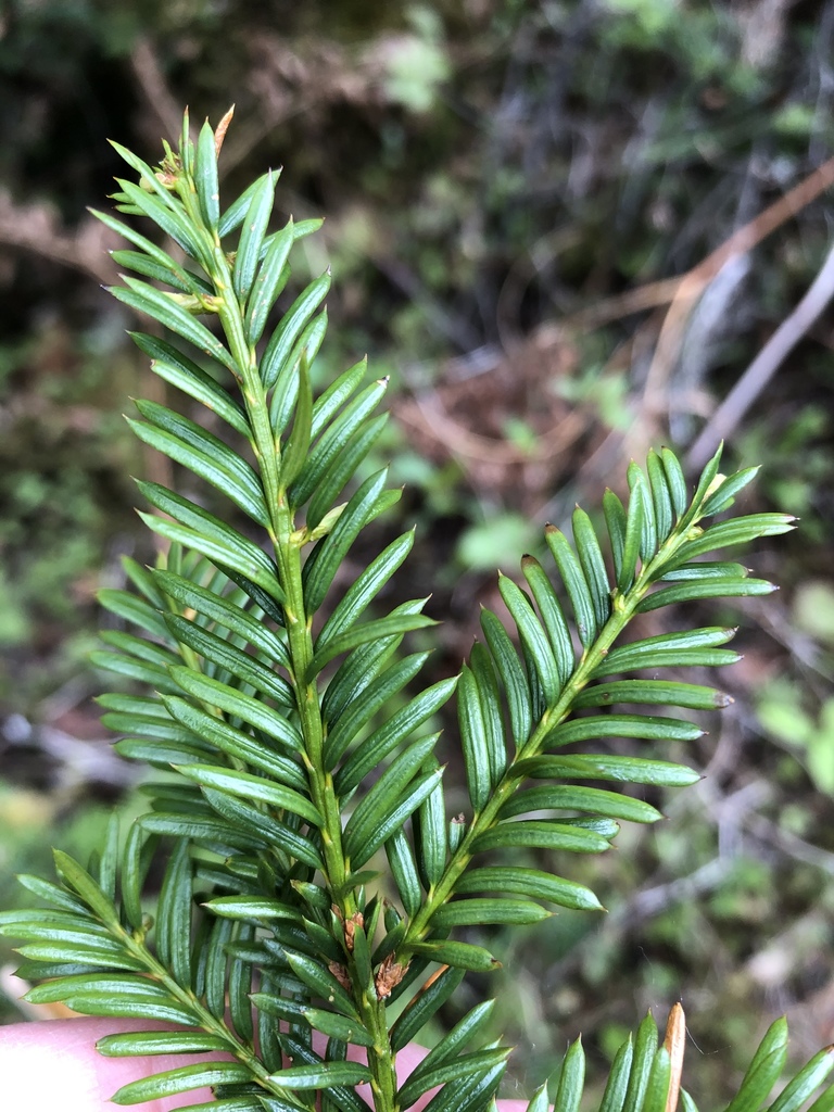 Canadian yew from Shipshaw, Saguenay, QC, CA on May 31, 2020 at 02:31 ...