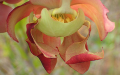 Sarracenia rubra