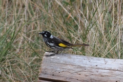 Phylidonyris novaehollandiae novaehollandiae