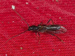 Molorchus umbellatarum