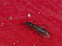 Molorchus umbellatarum