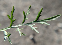 Lepidium ruderale