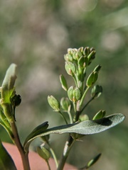 Lepidium ruderale