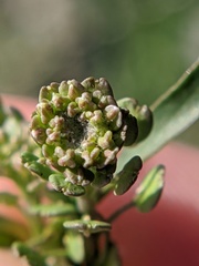 Lepidium ruderale