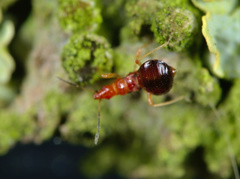 Loricula elegantula