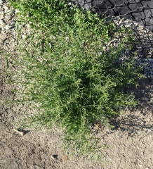 Lepidium ruderale