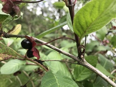 Lonicera involucrata involucrata