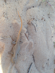 Sceloporus arenicolus