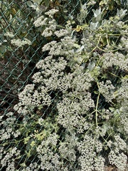 Eriogonum giganteum