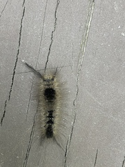 Dasychira vagans
