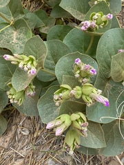 Mirabilis multiflora