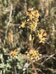 Micranthes occidentalis