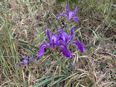 Iris hartwegii australis