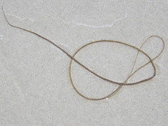Chorda filum