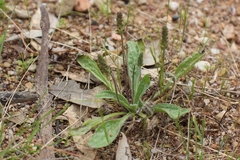 Plantago varia