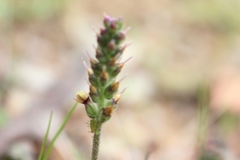 Plantago varia