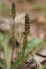 Plantago varia