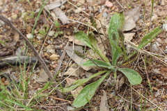 Plantago varia