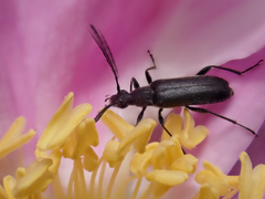 Grammoptera subargentata