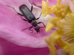 Grammoptera subargentata