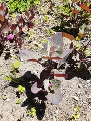 Atriplex hortensis