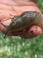 Limacus flavus