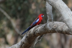 Platycercus elegans elegans