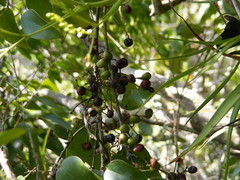 Hyperbaena prioriana