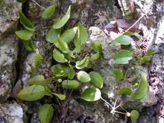 Hyperbaena prioriana