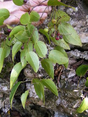 Hyperbaena prioriana