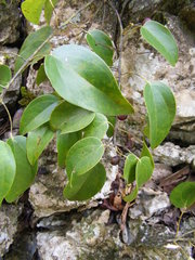 Hyperbaena prioriana