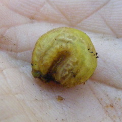 Hyperbaena prioriana