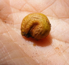 Hyperbaena prioriana