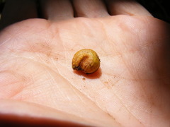 Hyperbaena prioriana