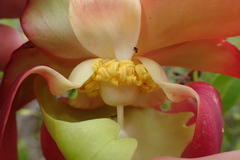 Sarracenia purpurea venosa