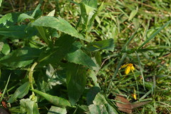 Senecio velleioides