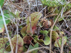 Sarracenia purpurea venosa