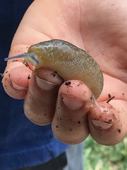 Limacus flavus
