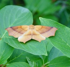 Tetracis cervinaria
