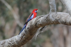 Platycercus elegans elegans