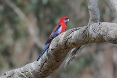 Platycercus elegans elegans