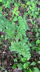 Torilis nodosa