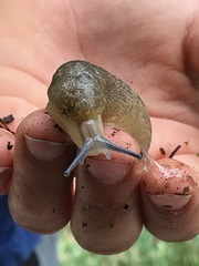 Limacus flavus