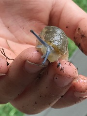 Limacus flavus